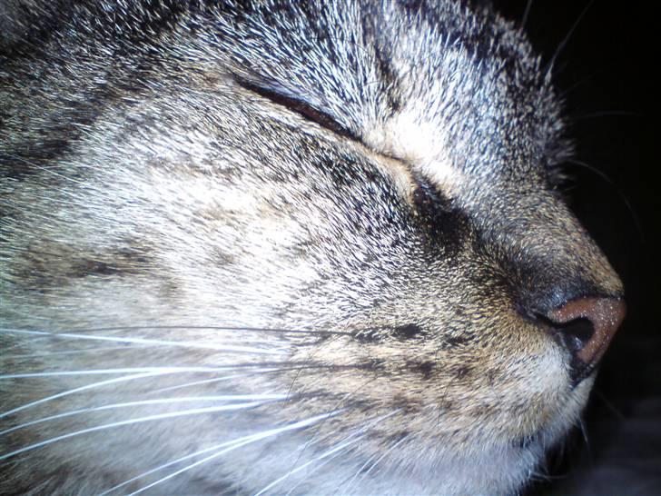 Blanding af racer Punzel. r.i.p. - Mit hoved (ved det er tæt på!!) billede 10