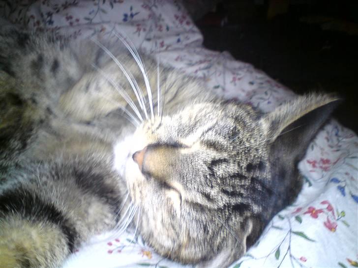 Blanding af racer Punzel. r.i.p. - Spiller lige lækker:-) LYKKEDES DET?? billede 11