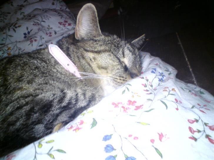 Blanding af racer Punzel. r.i.p. - Sov sødt lille Punzel.. billede 12