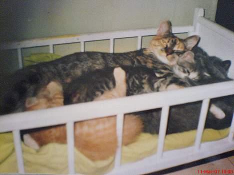 Blanding af racer Punzel. r.i.p. - Da Punzel var nyfødt sammen med sine søskende og sin mor.  billede 14