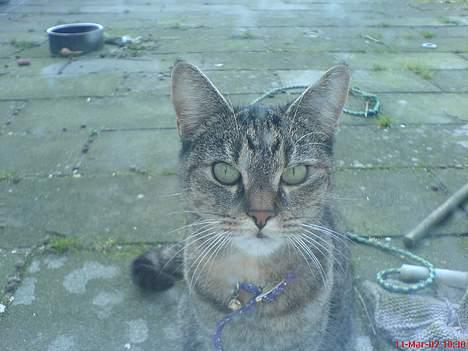 Blanding af racer Punzel. r.i.p. - Er jeg ikke bedårende billede 15