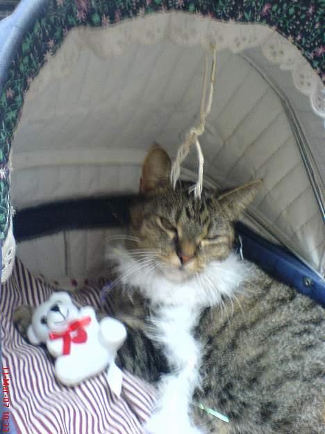 Blanding af racer Punzel. r.i.p. - Jeg er jo en lille prinsesse billede 16