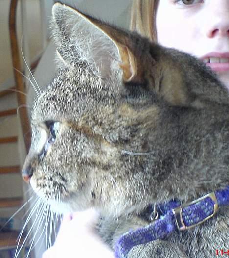 Blanding af racer Punzel. r.i.p. - Hvad sker der her billede 17