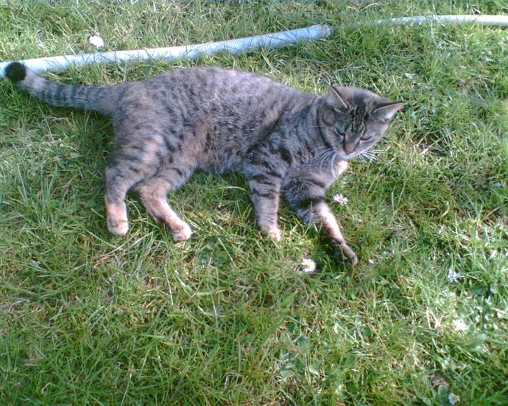 Blanding af racer Punzel. r.i.p. - Gggggyyyyyyyyyyyssssssssseeeeeeeerrrrrrrrr!!!!!!!!!!!!!!!!!!! billede 18