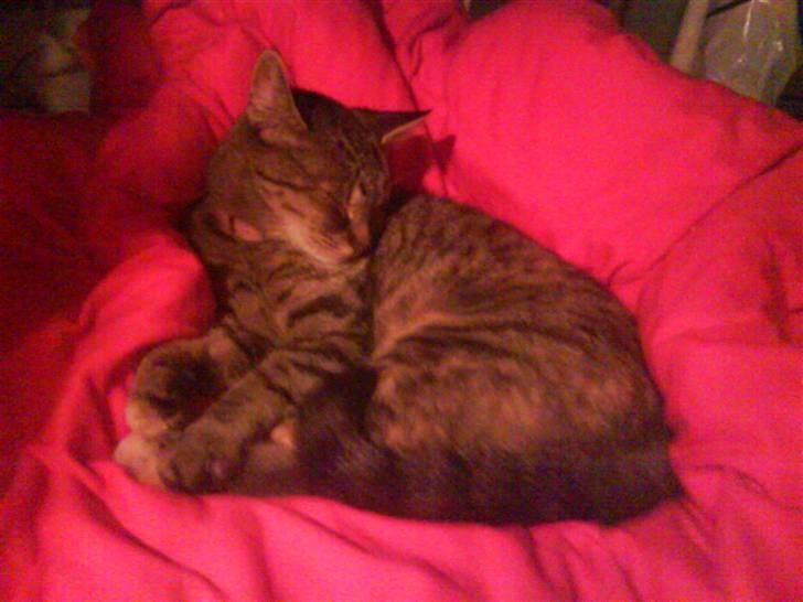 Blanding af racer Punzel. r.i.p. - Tjek ud!! Min ynglings farve PINK!! Og lækre MIG!! Hvem kan slå det?? Og så med mit fine halsbånd med sten på!  MUMS JEG HOT!! billede 19