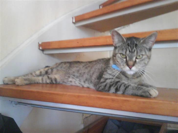 Blanding af racer Punzel. r.i.p. - Hvad laver du?? billede 20