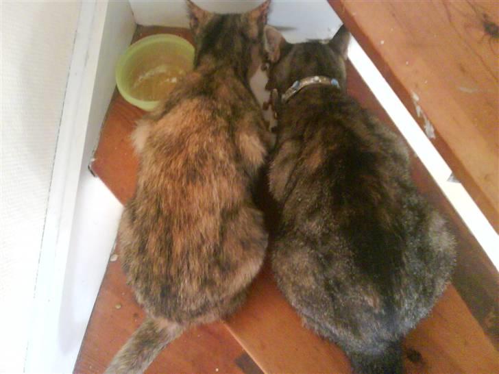 Blanding af racer Pjuskepus - Punzel og Pjuskepus spiser sammen.D  billede 11