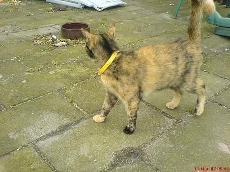 Blanding af racer Pjuskepus billede 14