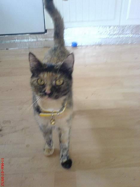 Blanding af racer Pjuskepus billede 15