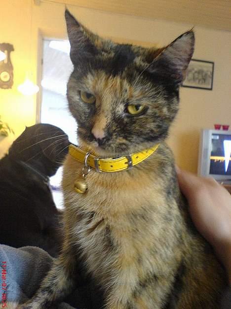 Blanding af racer Pjuskepus billede 16