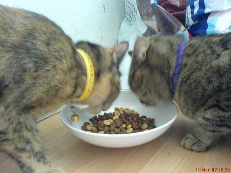 Blanding af racer Pjuskepus billede 17