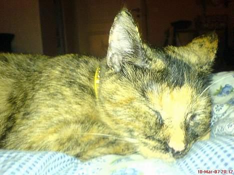 Blanding af racer Pjuskepus billede 18