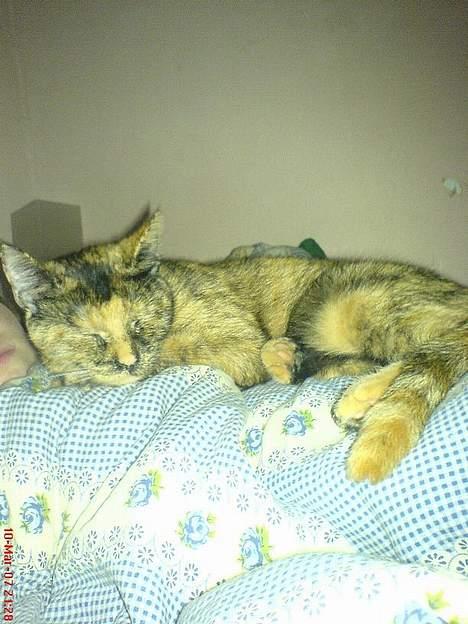 Blanding af racer Pjuskepus billede 19