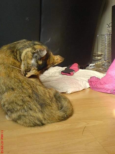 Blanding af racer Pjuskepus billede 20