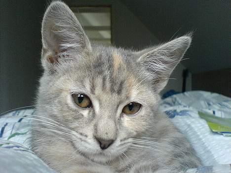 Blanding af racer Nala - Om morgenen skal der kæles basta :-) billede 13