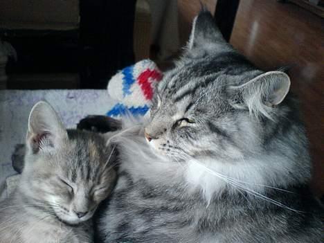 Blanding af racer Nala - Bror og søster nyder tosomheden billede 14