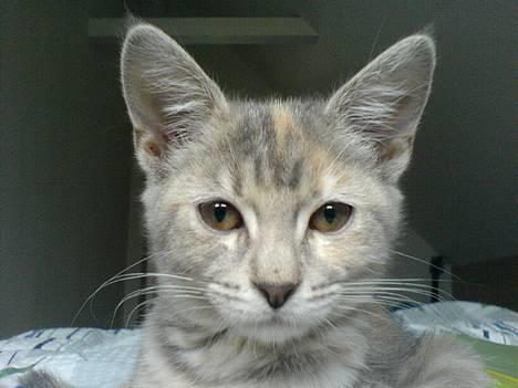 Blanding af racer Nala billede 16