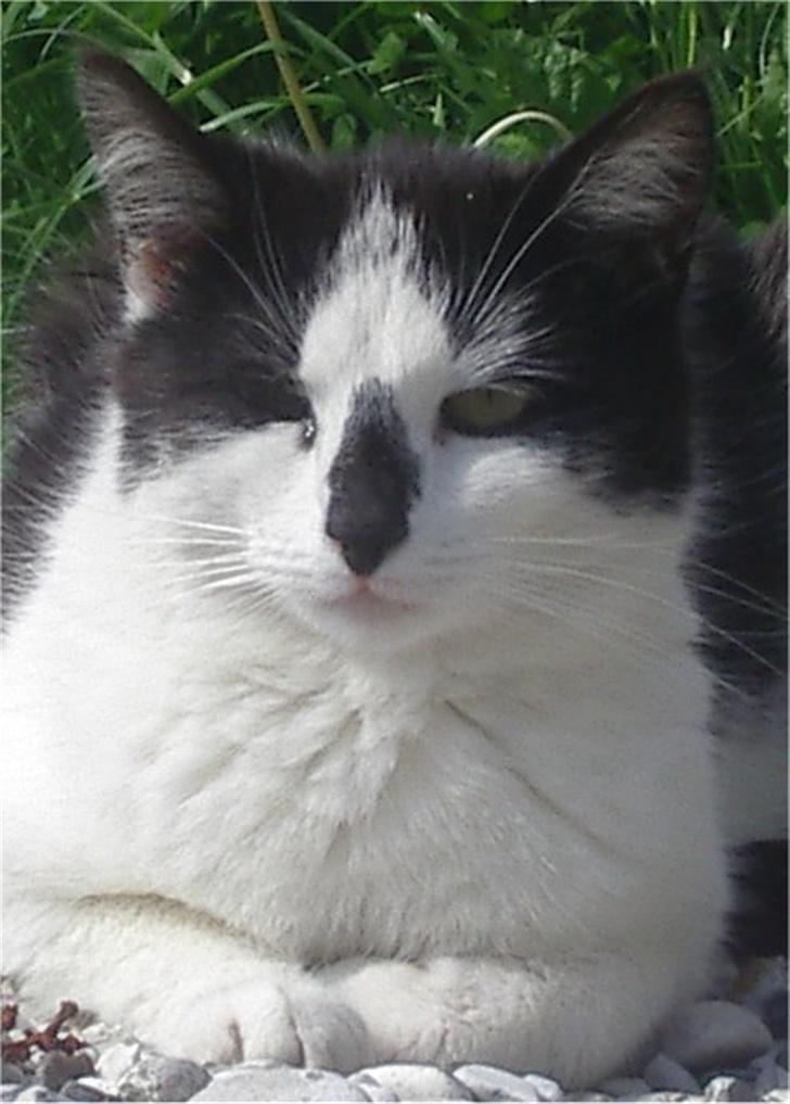 Huskat Hårbolle - Velkommen til Hårbolles profil :) billede 1