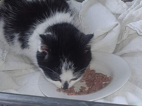 Huskat Hårbolle - Dette billede er fra dengang Hårbolle var en lille bitte Hårbolle... Hun har fået navnet på grund af det :) Da hun var lille, var hun mest skind, ben & pels :p billede 2