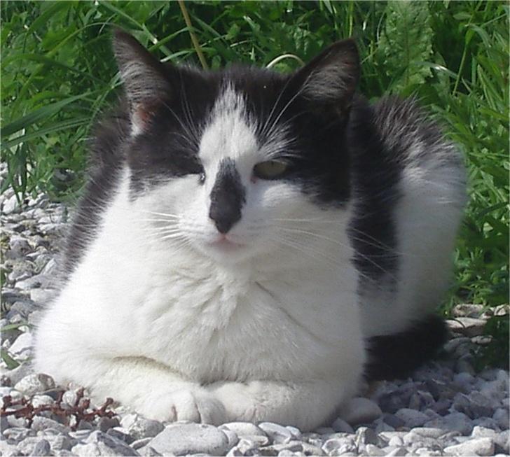 Huskat Hårbolle billede 4