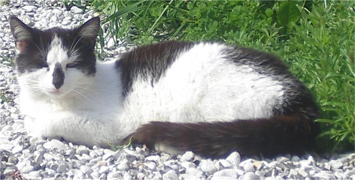 Huskat Hårbolle - så er det vist også tid til en lur.. billede 5