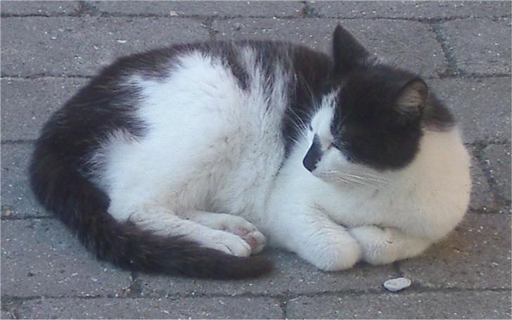 Huskat Hårbolle billede 6