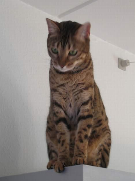 Bengal Mus billede 1