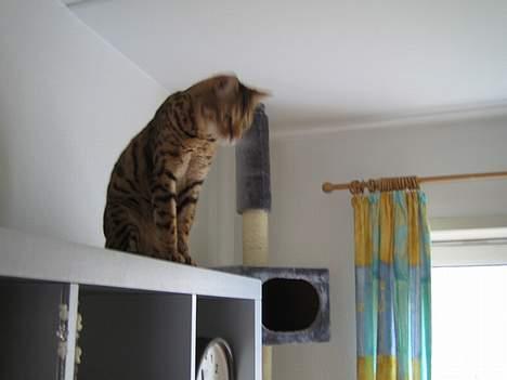 Bengal Mus billede 2