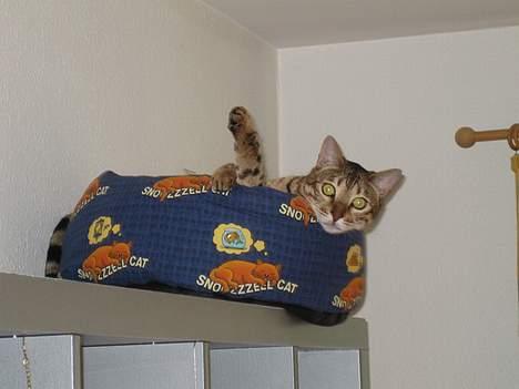 Bengal Mus billede 3