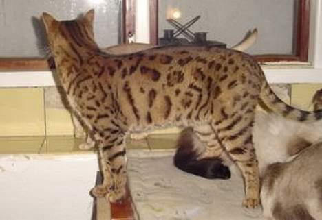 Bengal Mus billede 4