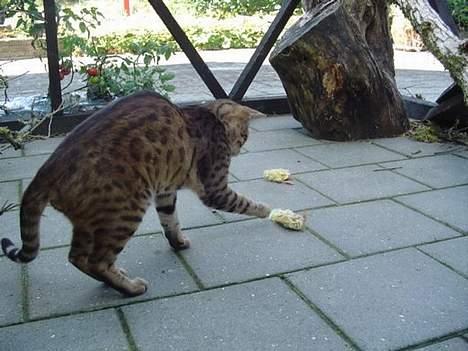 Bengal Mus billede 5