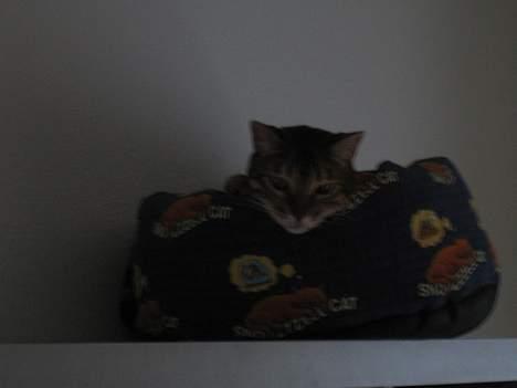 Bengal Mus billede 6
