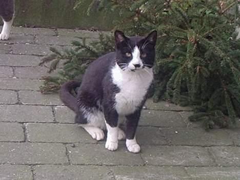 Huskat Mis - hvad glor du på? billede 15