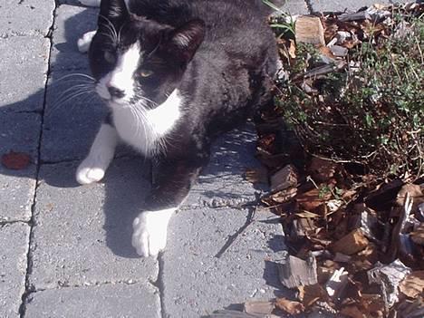 Huskat Mis - mis på spring billede 16