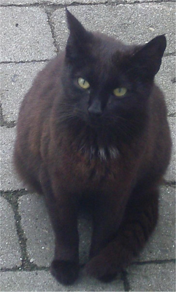 Huskat Gun billede 5