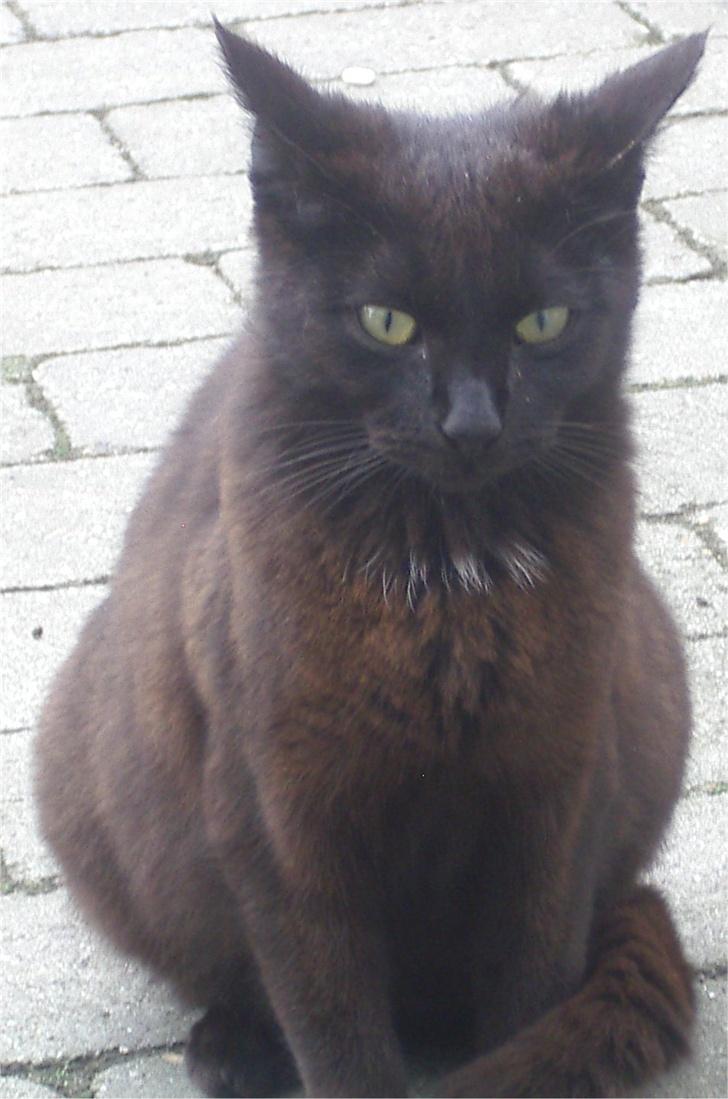 Huskat Gun billede 6