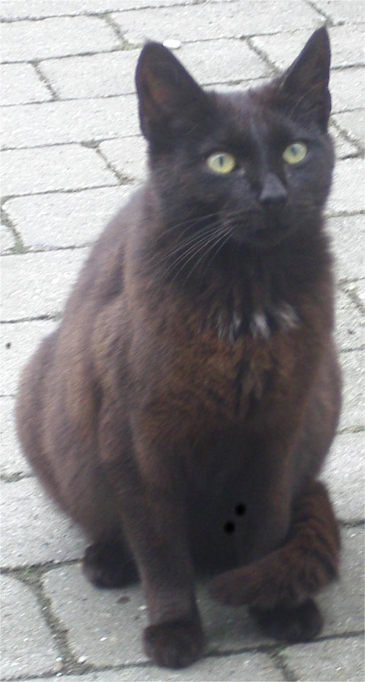 Huskat Gun billede 7