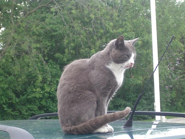 Huskat Garfield - De er "biler" er faktisk ikke så tossede... Nu har jeg endelig fundet ud af hvad man bruger dem til. billede 13