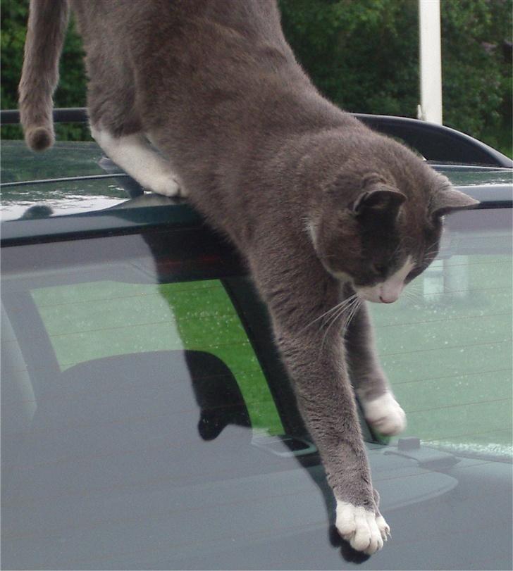 Huskat Garfield - Men de er nu altså ret svære at komme ned fra igen... Måske er det alligevel ikke det man bruger dem til... billede 14