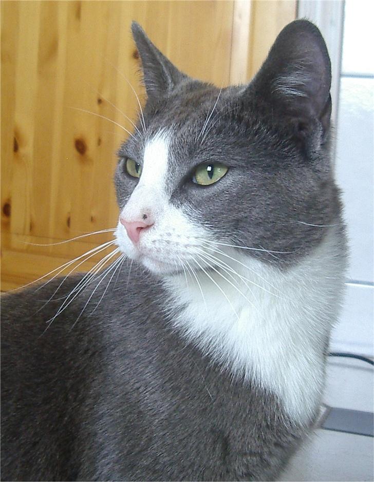 Huskat Garfield billede 15