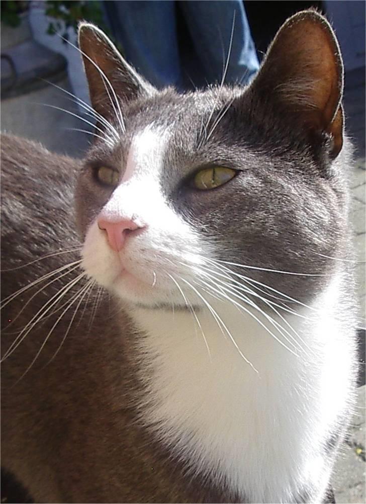 Huskat Garfield billede 16