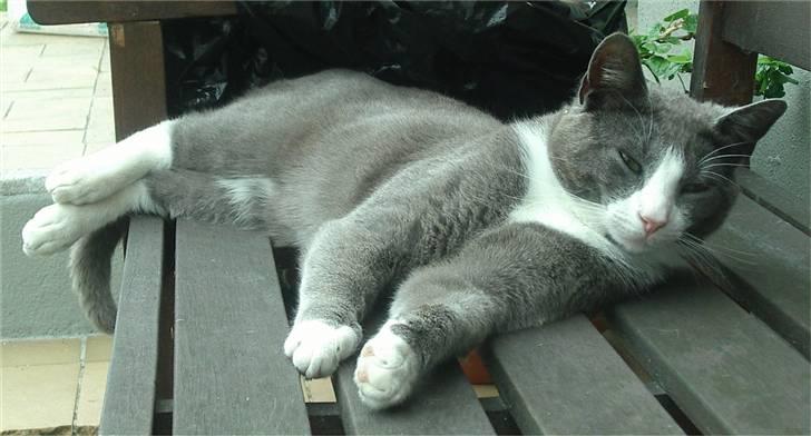 Huskat Garfield - Så er der dømt 100% afslapning billede 17