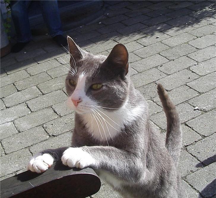 Huskat Garfield billede 18