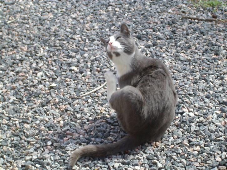 Huskat Garfield - Ahhhh... billede 19