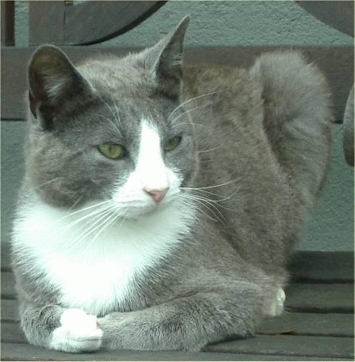 Huskat Garfield billede 20