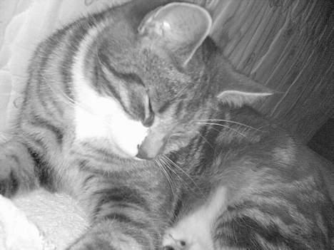 Blanding af racer Toolu lusifer - sys han er såe sød , min Toolu . ilu  billede 1