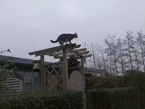 Blanding af racer Toolu lusifer - ved ikke lige hvad har gang i der ;D men han hygger sig da :D  billede 2