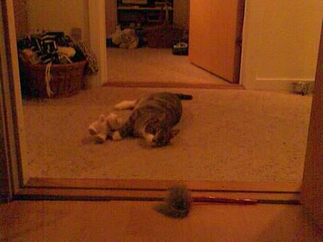 Blanding af racer Toolu lusifer - Heh såe ligger han ligger og leger med sin bamse ;b billede 3