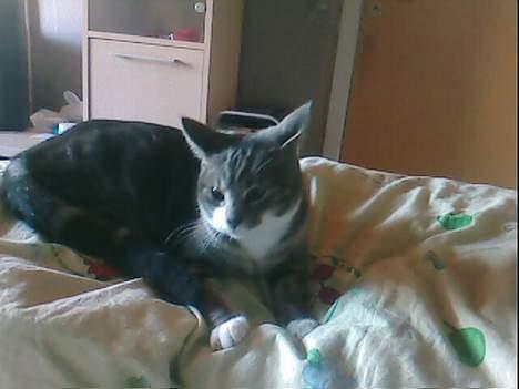 Blanding af racer Toolu lusifer - Toolu ligger og slapper af i min seng (´:  billede 4