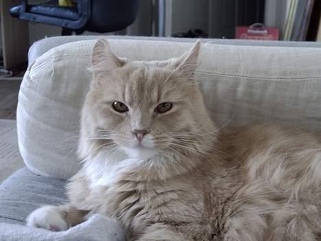 Maine Coon Totte - kongen af sofaen billede 1